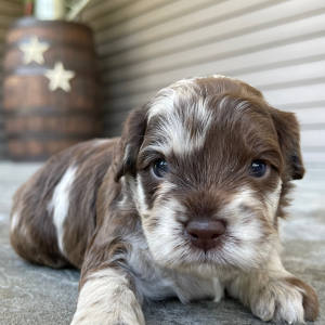 Cockapoo Puppy Arthur
