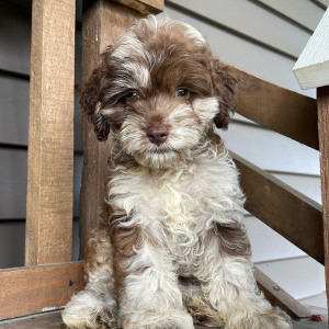 Cockapoo Puppy Arthur