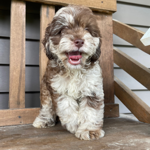 Cockapoo Puppy Arthur