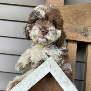 Cockapoo Puppy Arthur