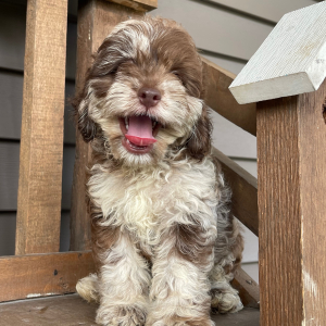 Cockapoo Puppy Arthur