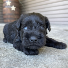 Miniature Schnauzer Puppy Nancy