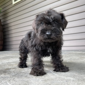 Miniature Schnauzer Puppy Nancy