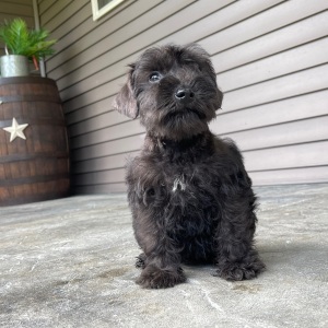 Miniature Schnauzer Puppy Nancy