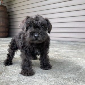 Miniature Schnauzer Puppy Nancy