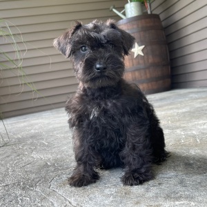 Miniature Schnauzer Puppy Nancy