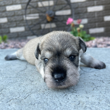 Miniature Schnauzer Puppy Summer