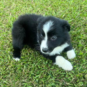 Australian Shepherd Puppy Pixie