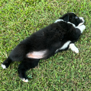 Australian Shepherd Puppy Pixie