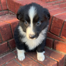 Australian Shepherd Puppy Pixie