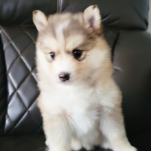Pomsky Puppy Kai