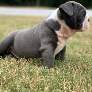 Bulldog Puppy Hattie