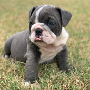 Bulldog Puppy Hattie