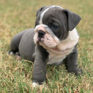 Bulldog Puppy Hattie