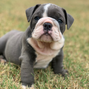 Bulldog Puppy Hattie