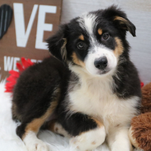 Australian Shepherd Puppy Miss Sassy