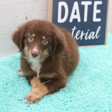 Australian Shepherd Puppy Baxter