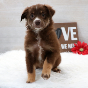 Australian Shepherd Puppy Joy