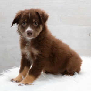 Australian Shepherd Puppy Joy