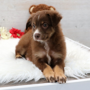 Australian Shepherd Puppy Joy