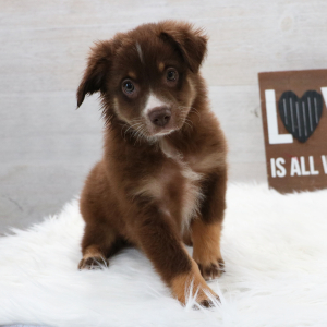 Australian Shepherd Puppy Joy
