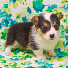 Pembroke Welsh Corgi Puppy Chance