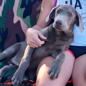 Labrador Retriever Puppy Dozer