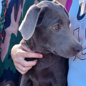 Labrador Retriever Puppy Dozer