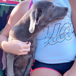 Labrador Retriever Puppy Dozer