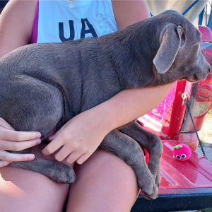 Labrador Retriever Puppy Dozer