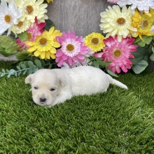Maltipoo Puppy Kayden
