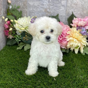 Maltipoo Puppy Kayden