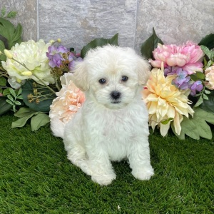 Maltipoo Puppy Kayden