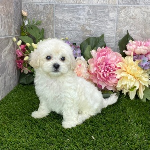 Maltipoo Puppy Kayden