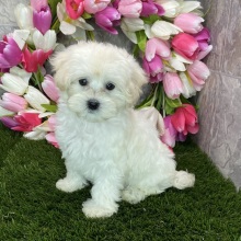 Maltipoo Puppy Kayden