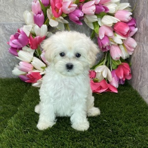 Maltipoo Puppy Kayden
