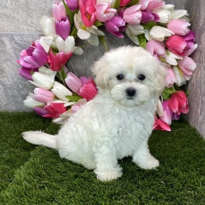 Maltipoo Puppy Kayden