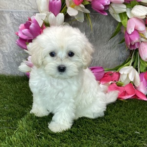 Maltipoo Puppy Kayden
