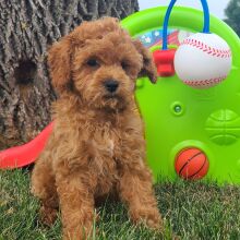 Cavapoo Puppy Rover