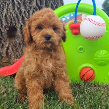 Cavapoo Puppy Rover