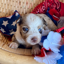 Australian Shepherd Puppy Rover