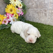 Cockapoo Puppy Hannah