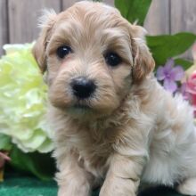 Maltipoo Puppy Leo