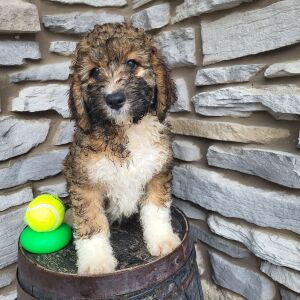 Bernedoodle Puppy Draco