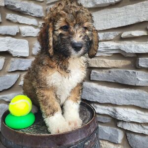 Bernedoodle Puppy Draco