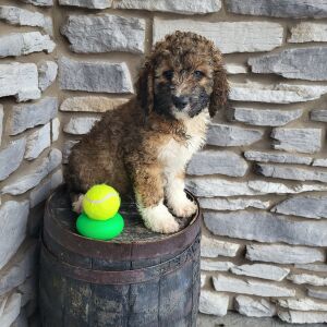 Bernedoodle Puppy Draco
