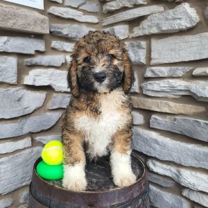 Bernedoodle Puppy Draco