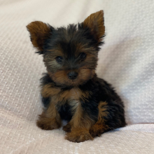 Yorkshire Terrier Puppy Peanut