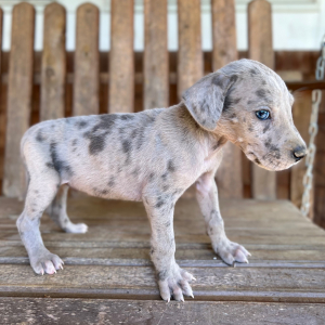 Great Dane Puppy Morgan