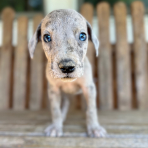Great Dane Puppy Morgan